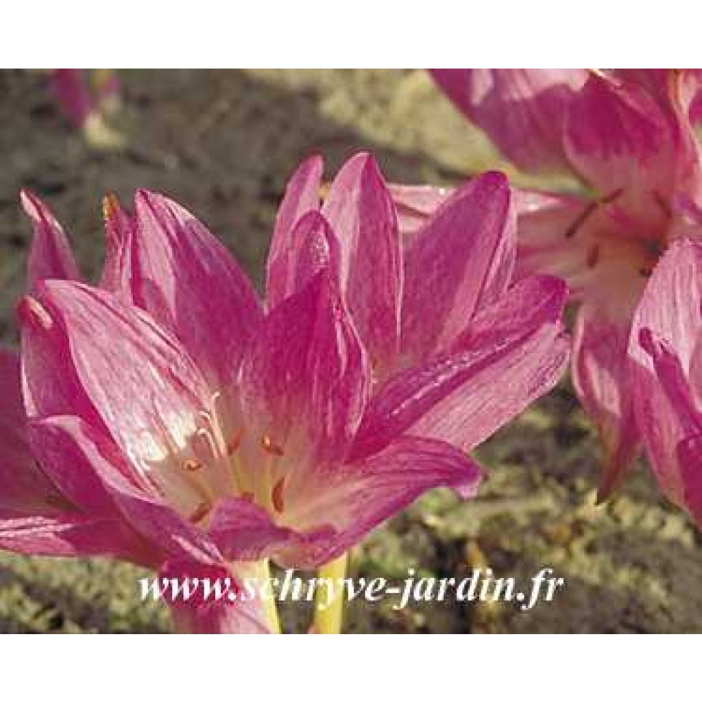 Colchicum Autumn Queen - Colchico