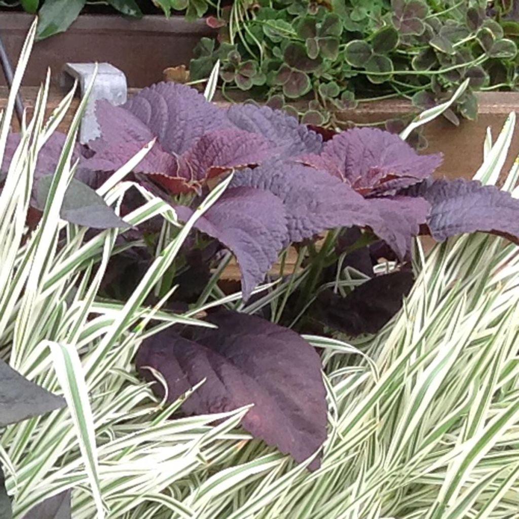 Coleus Black Prince