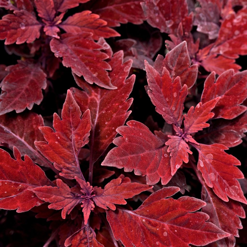 Coleus FlameThrower Salsa Roja