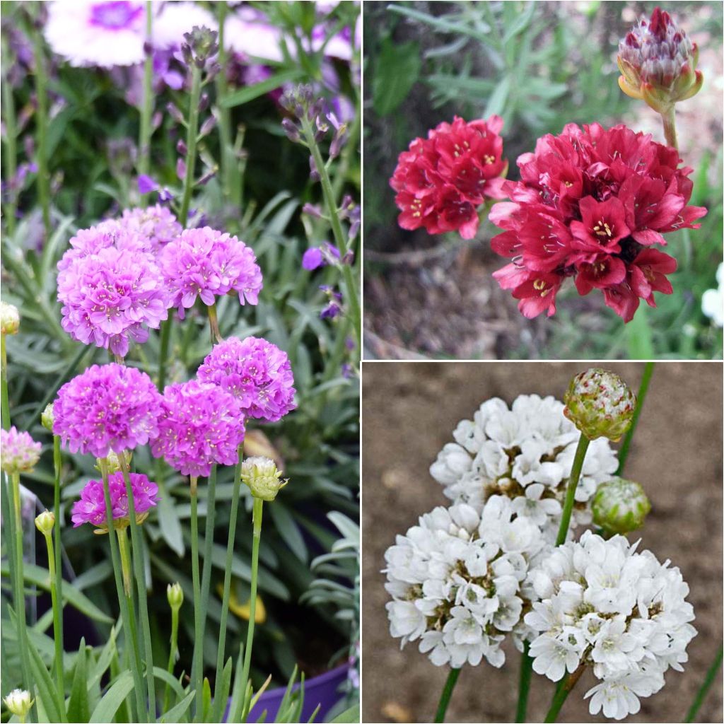 Collezione 3 Armeria pseudarmeria Ballerina