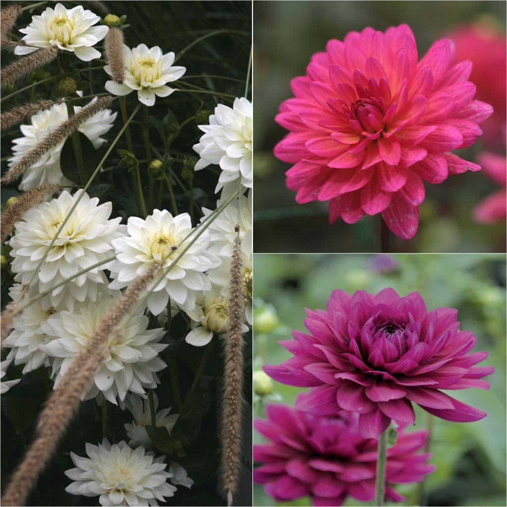 Collezione 3 Dalie da fiore reciso tonalità calde