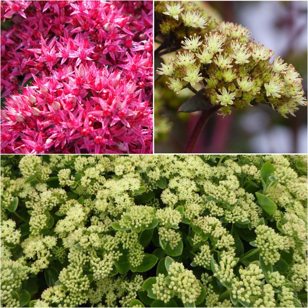 Tasso 3 Sedum fioriti