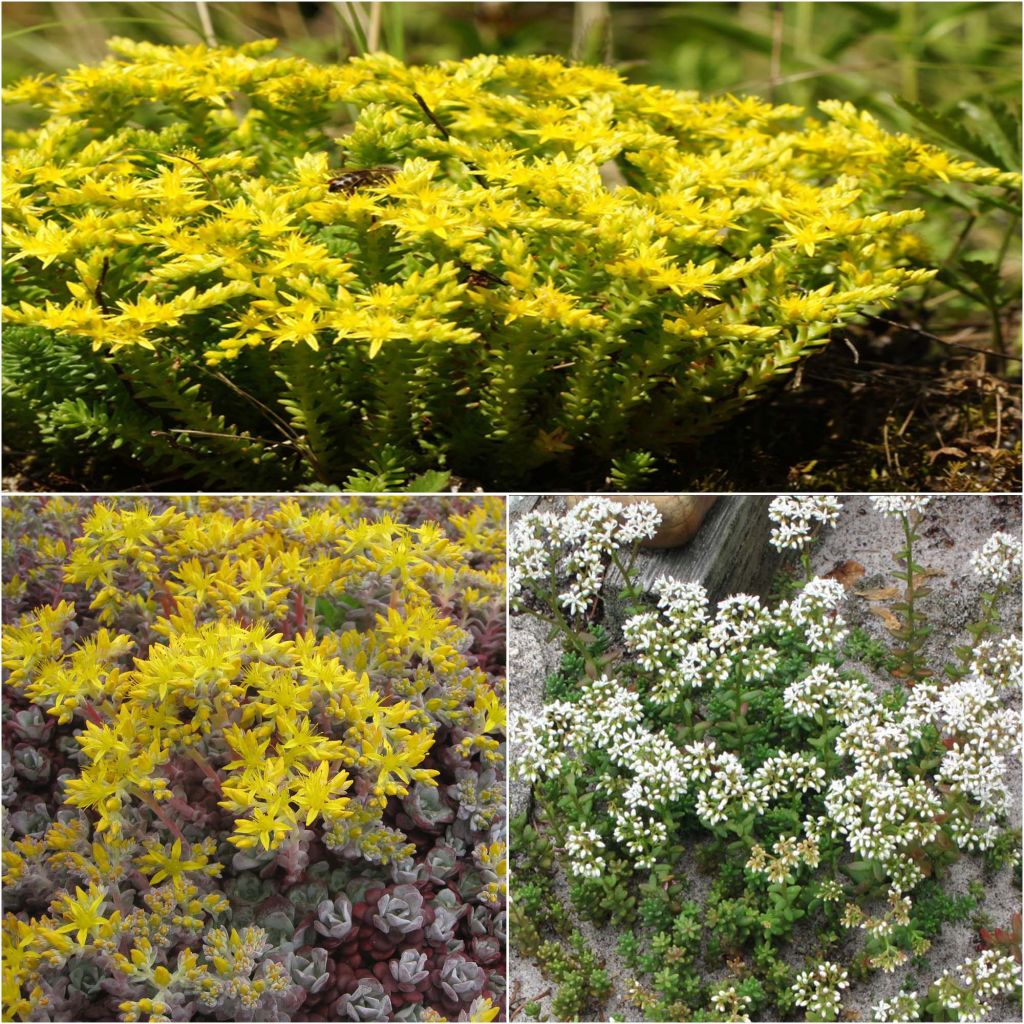 Collezione 3 Sedum tappezzanti