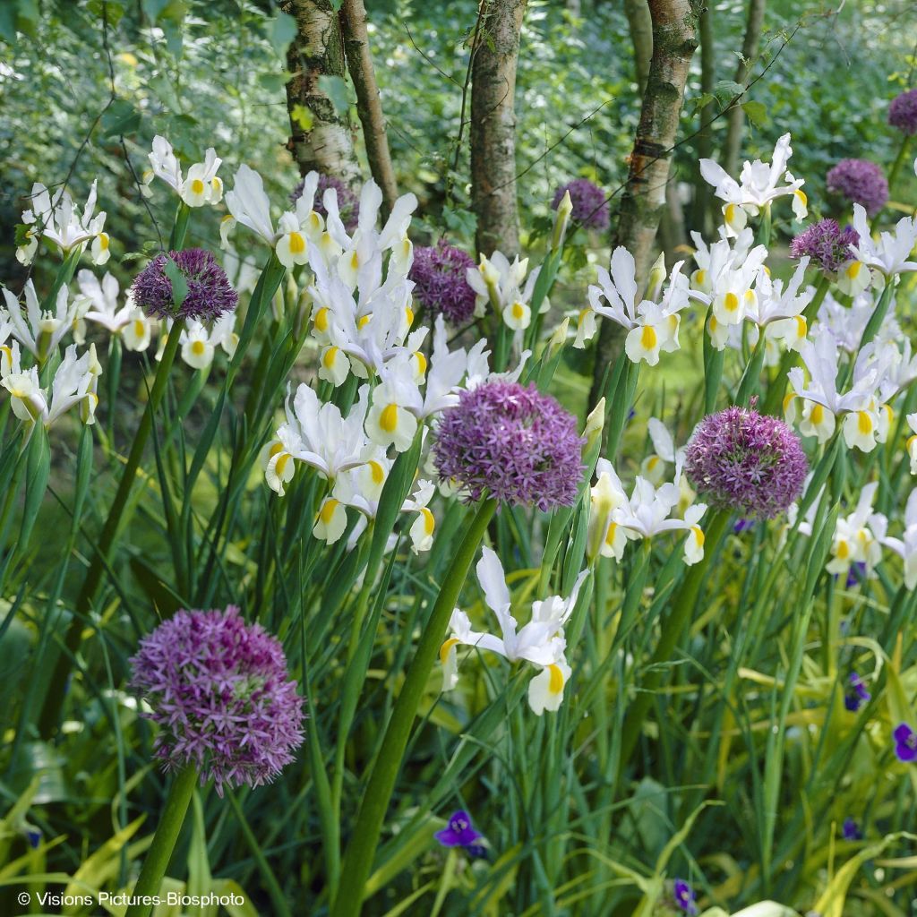 Collezione Allium & Iris olandese