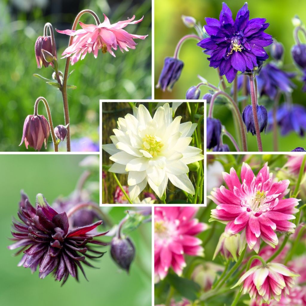 Aquilegia doppie Barlow della collezione Ancolies