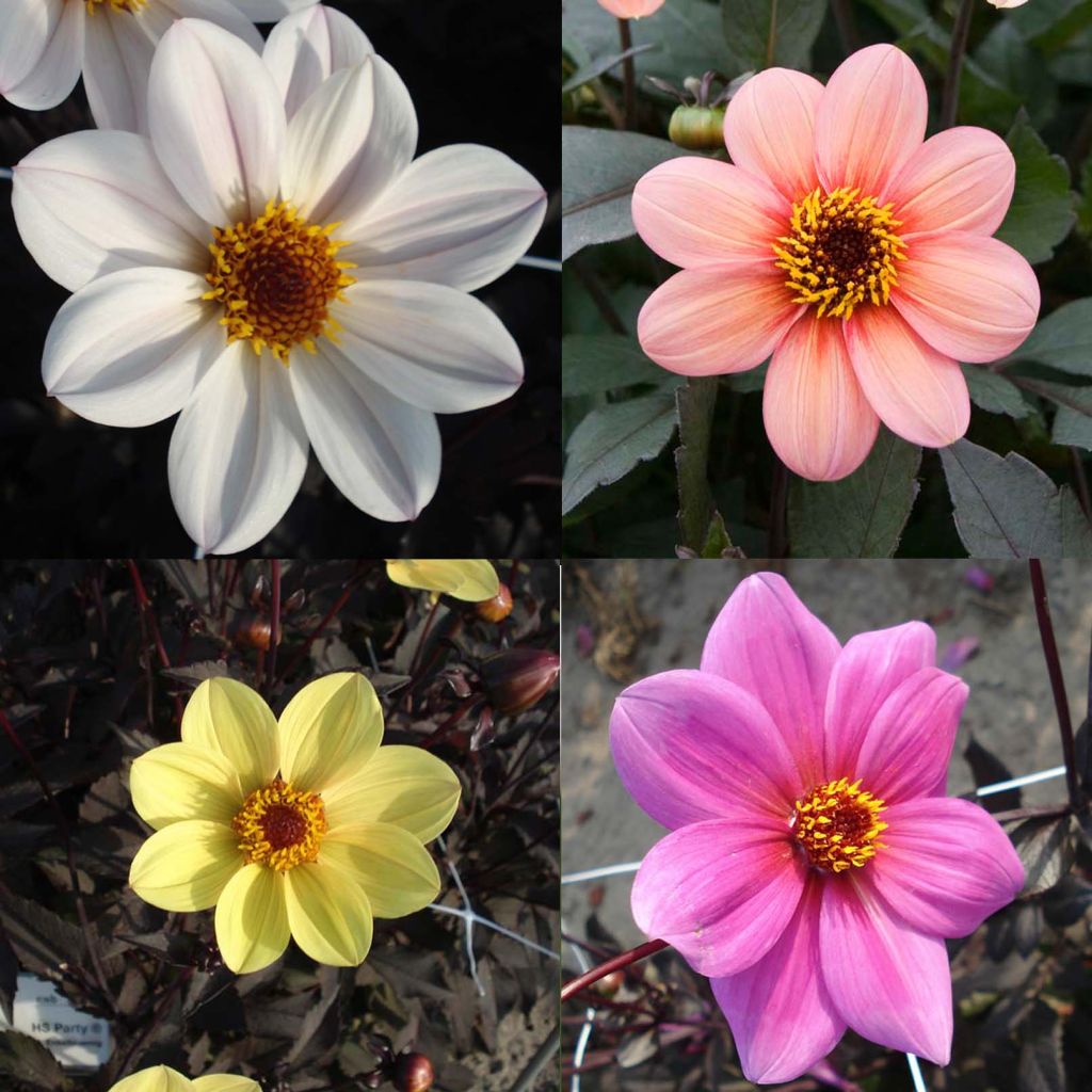 Collection Dahlias Happy Single