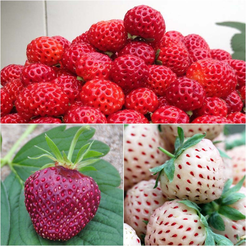 Collezione di 3 fragole Framberry, Cherry Berry, Pineberry