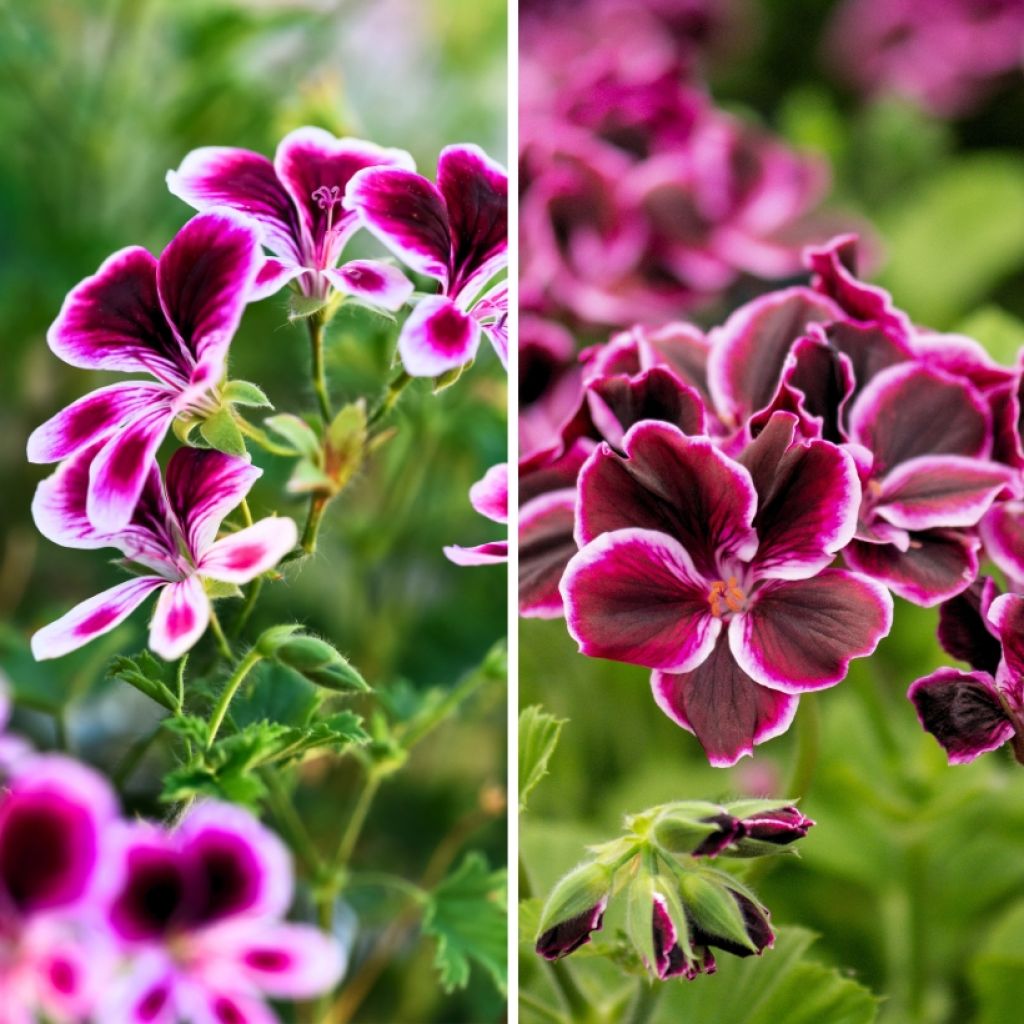 Collezione di gerani profumati anti-zanzare - Pelargonium odorante