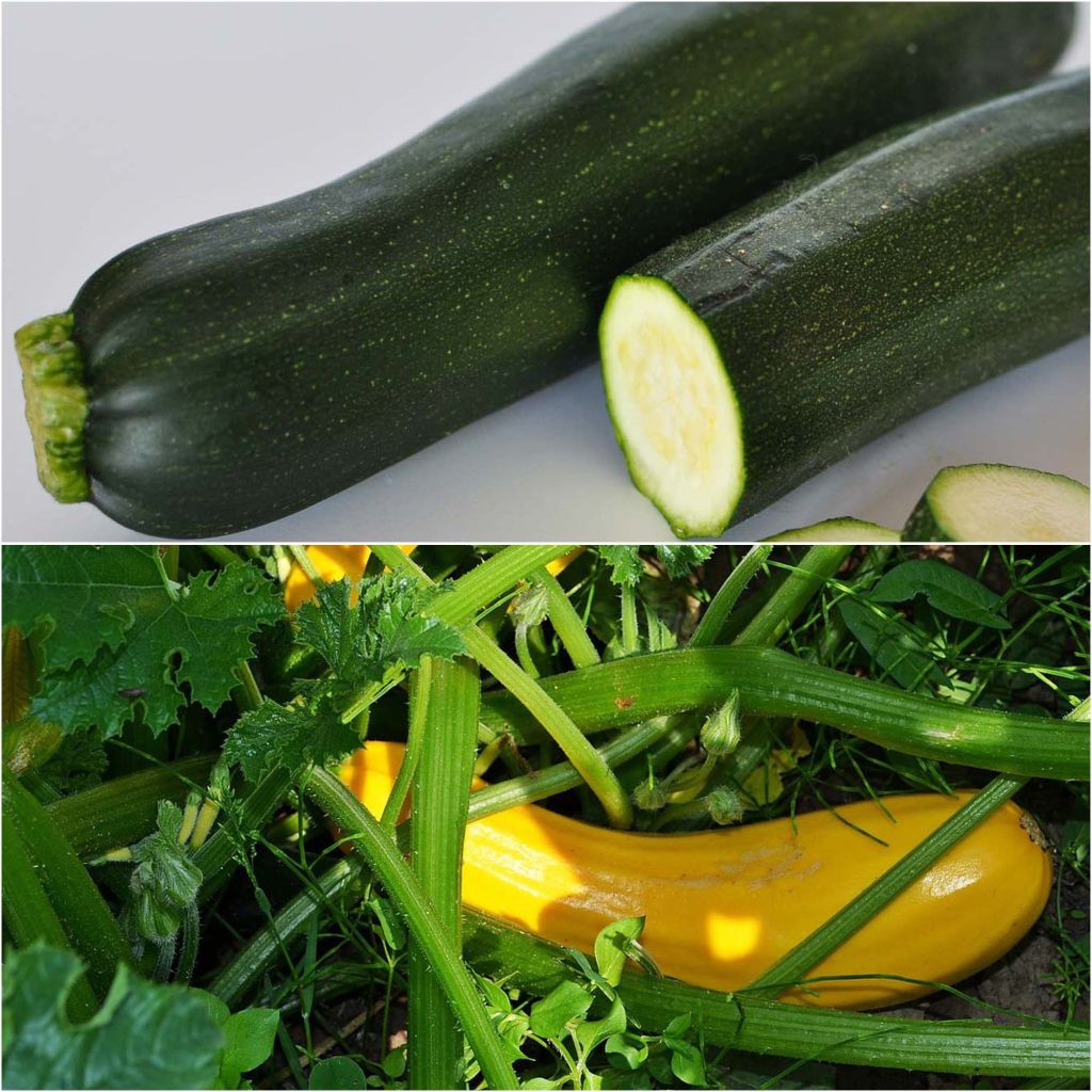 Collezione duo di 2 zucchine in piante innestate