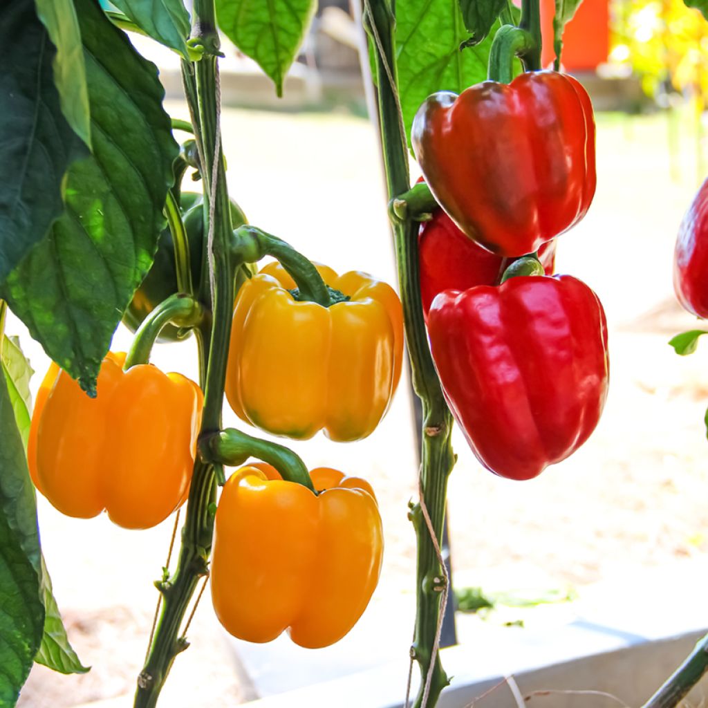 Collezione duo di 2 peperoni rosso e giallo in pianta innestata