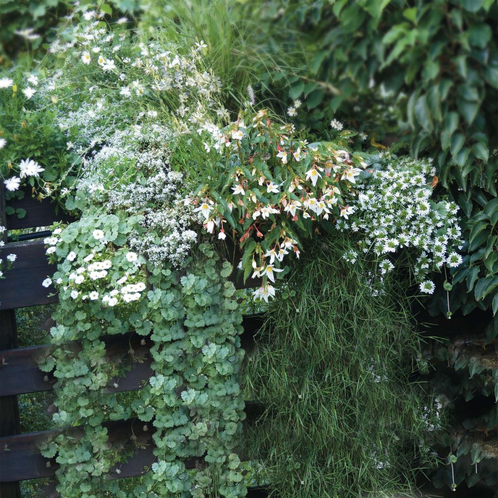 Collezione Giardiniera Bianca - 7 varietà di Piante annuali