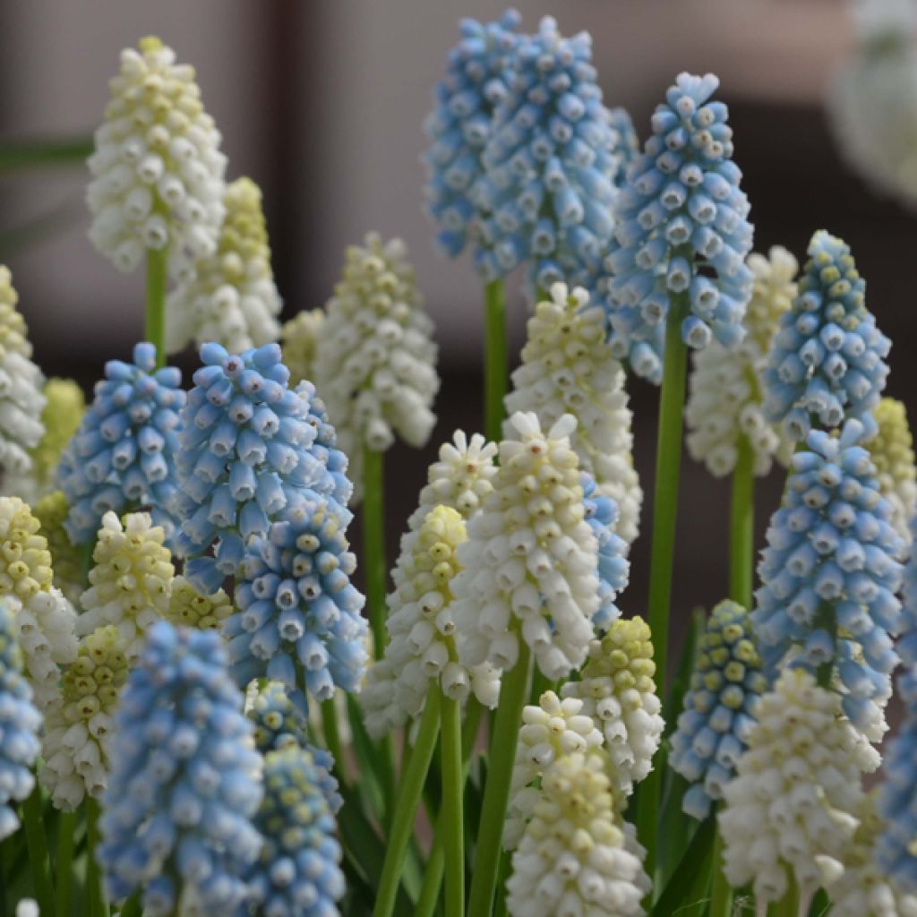 Collezione Muscari Magic