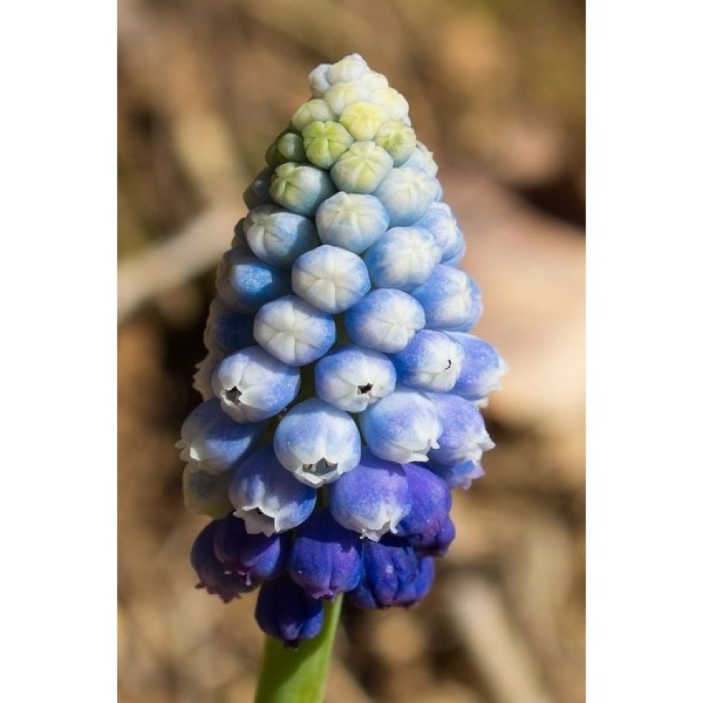 Collezione Muscari Magic