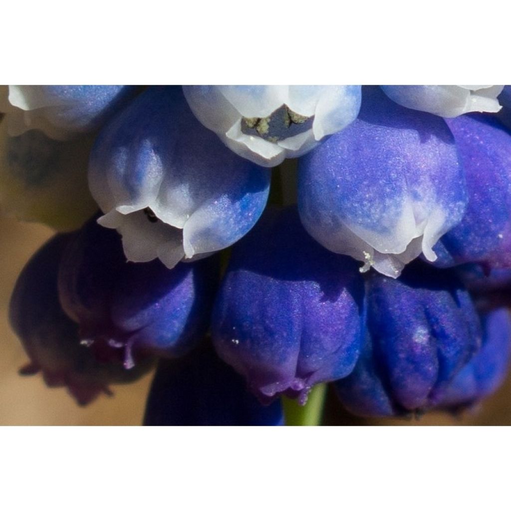 Collezione Muscari Magic