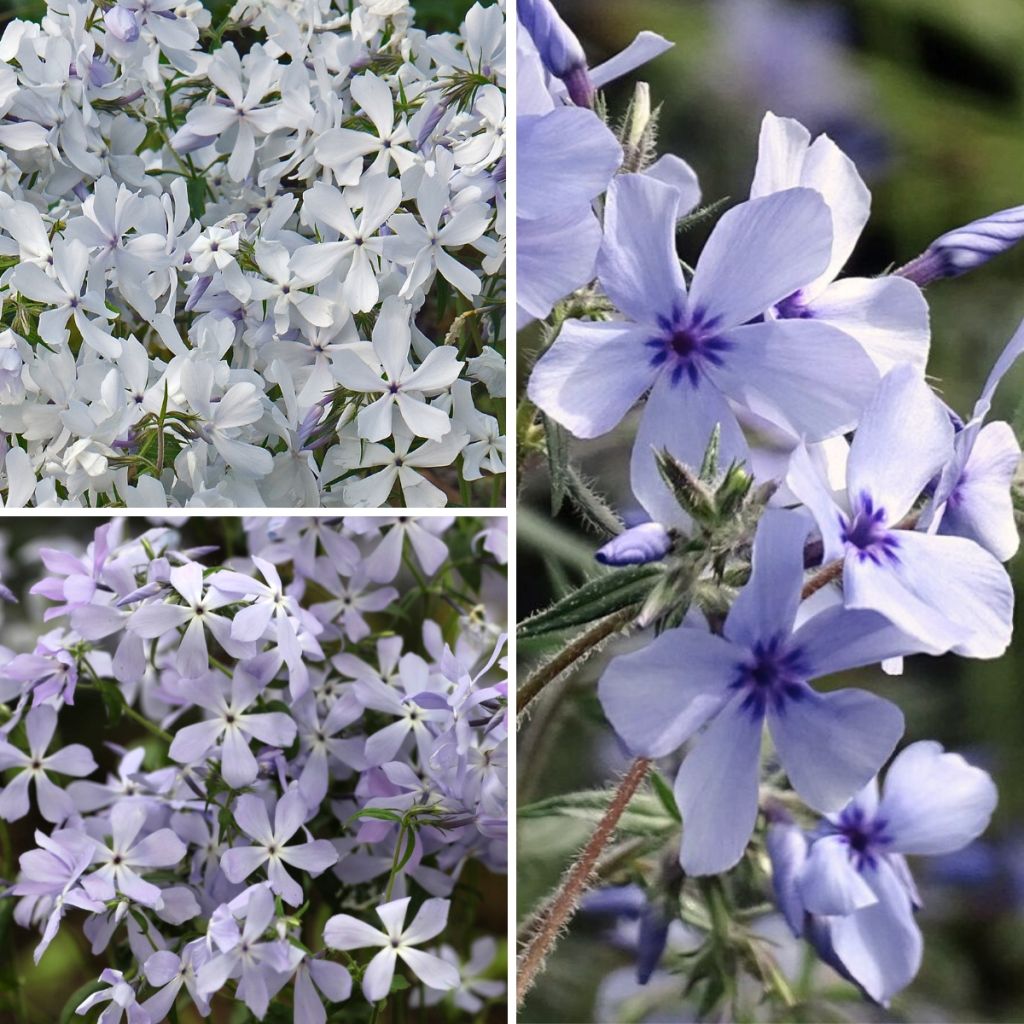 Collezione Piccoli Phlox Profumati