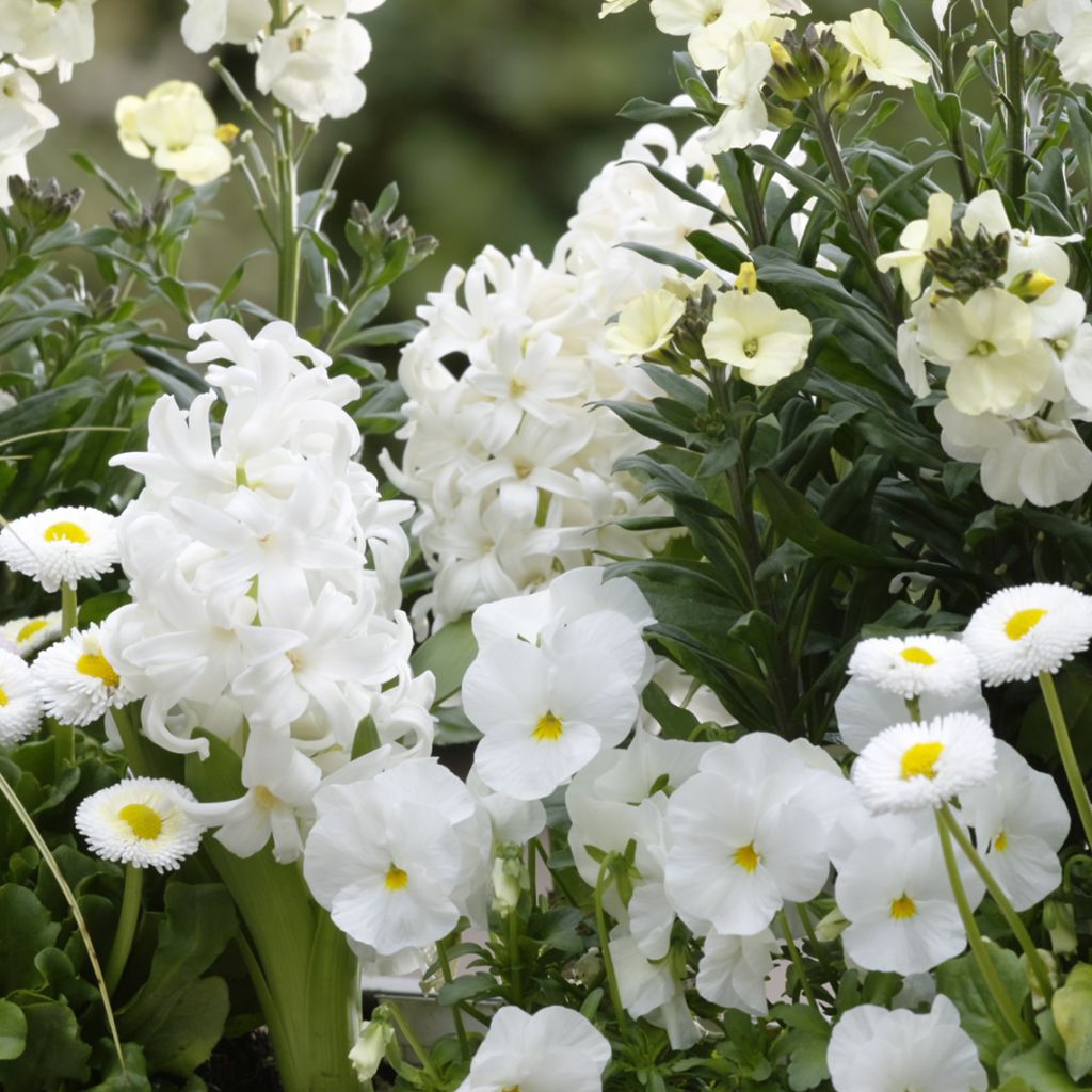 Collezione Primavera bianco avorio