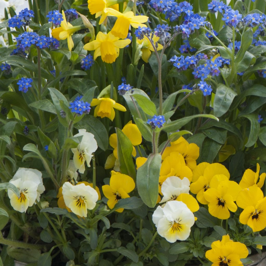 Collezione Primavera blu e gialla