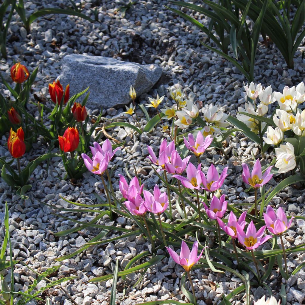 Collezione Tulipani di roccia