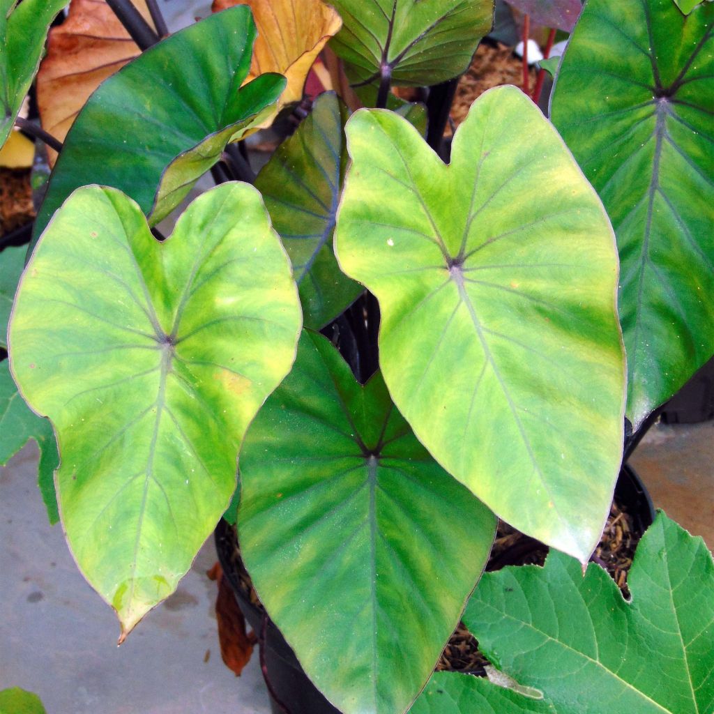 Colocasia Black Stem - Taro