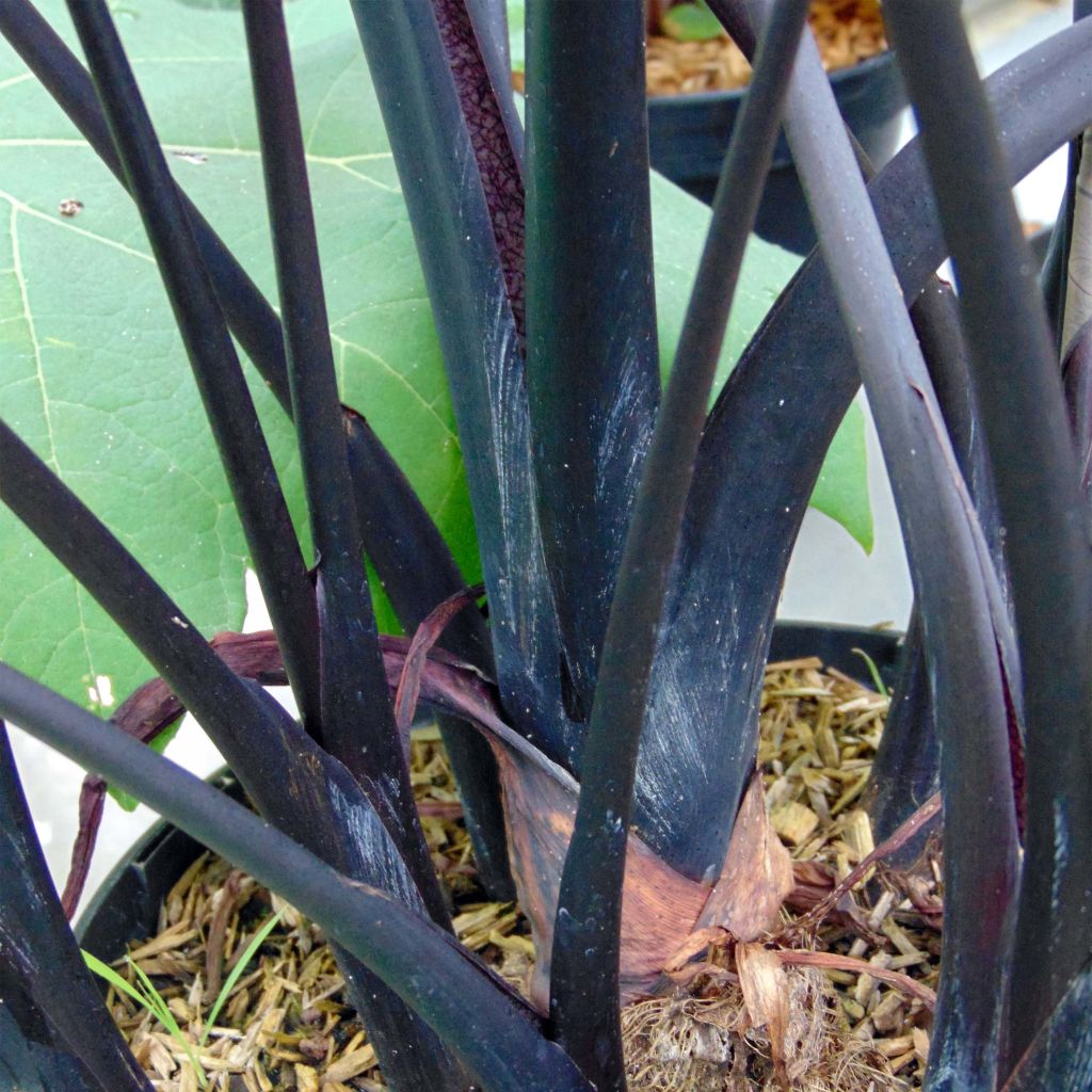 Colocasia Black Stem - Taro