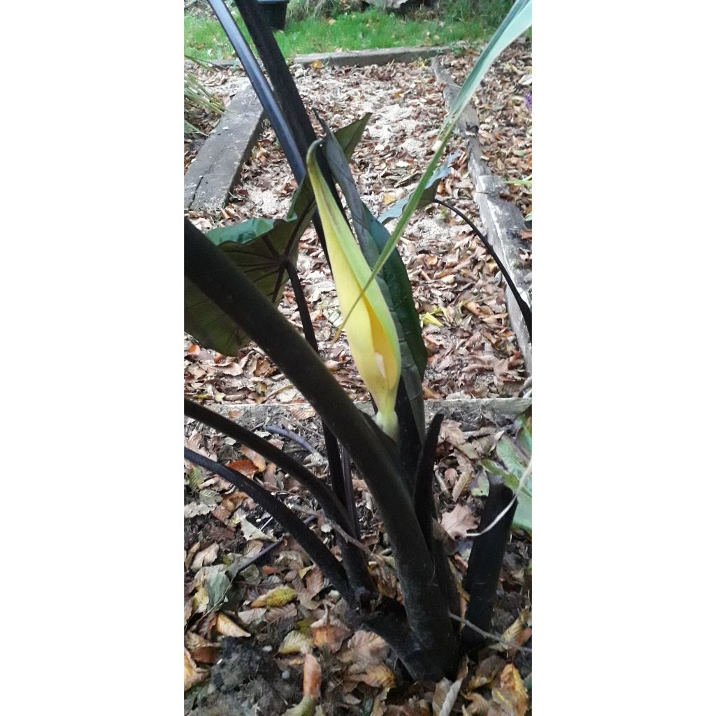 Colocasia Black Stem - Taro