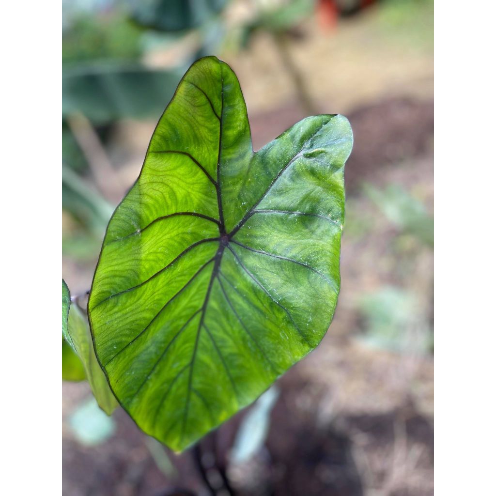 Colocasia Black Stem - Taro