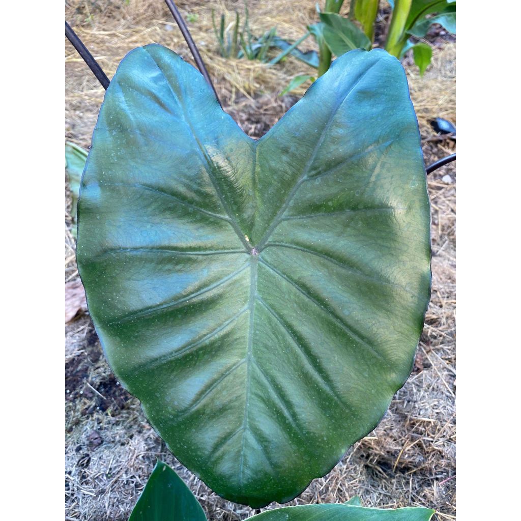 Colocasia Black Stem - Taro