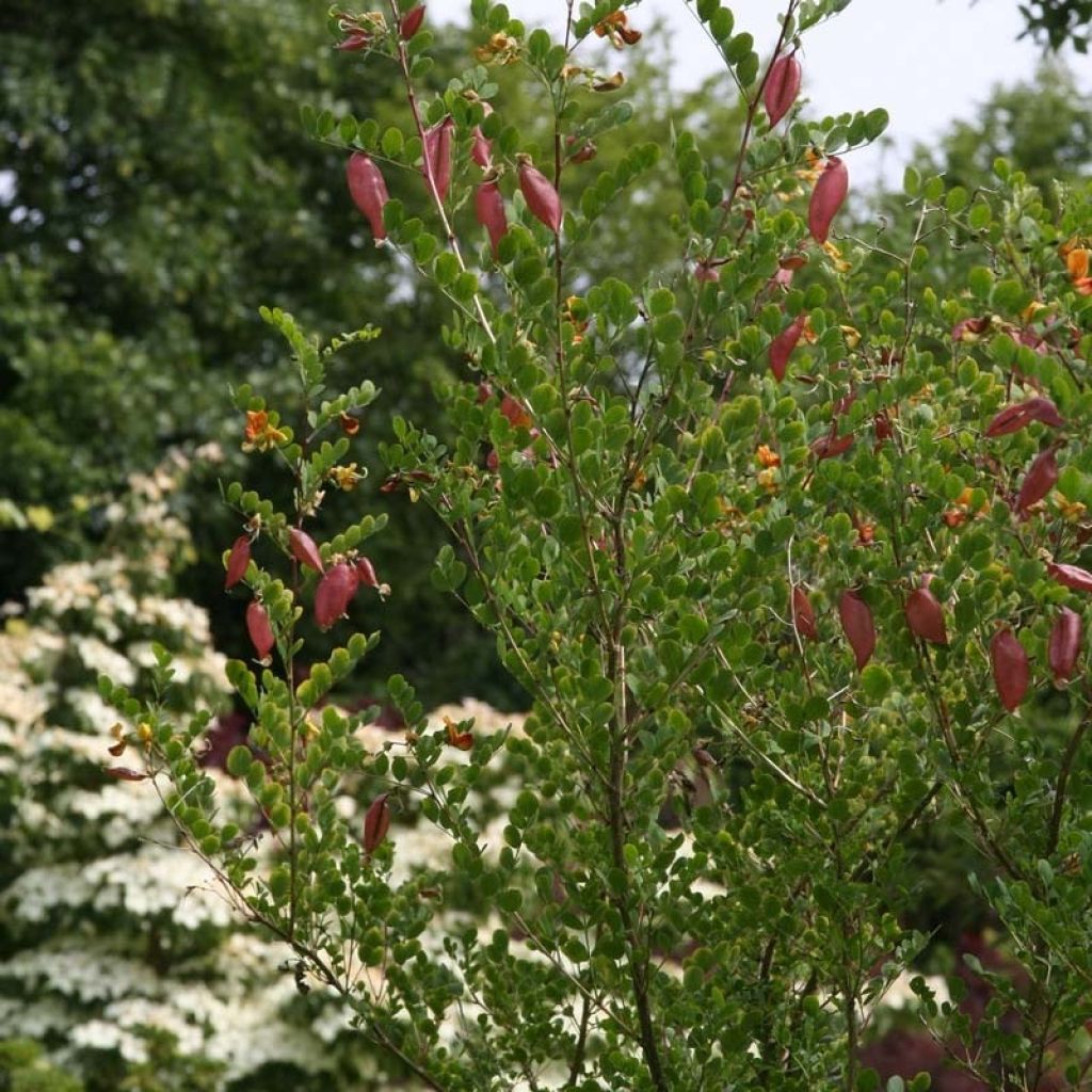 Colutea arborescens - Vesicaria