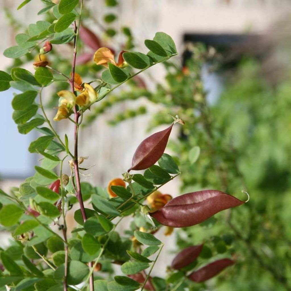 Colutea arborescens - Vesicaria