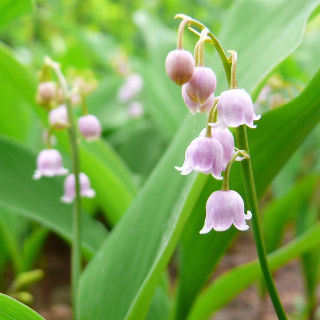 Convallaria majalis Rosea - Mughetto