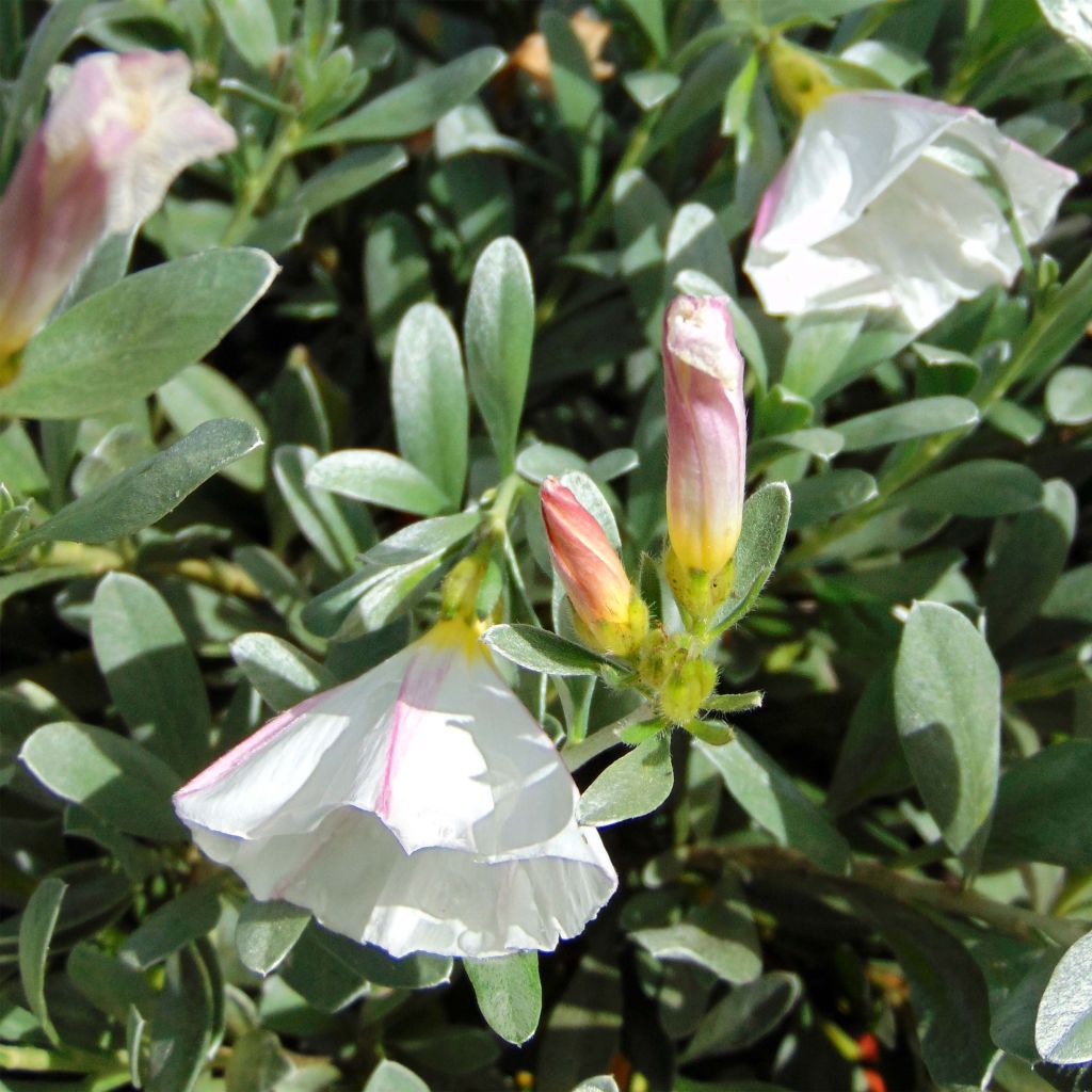 Convolvulus cneorum - Convolvolo bianco