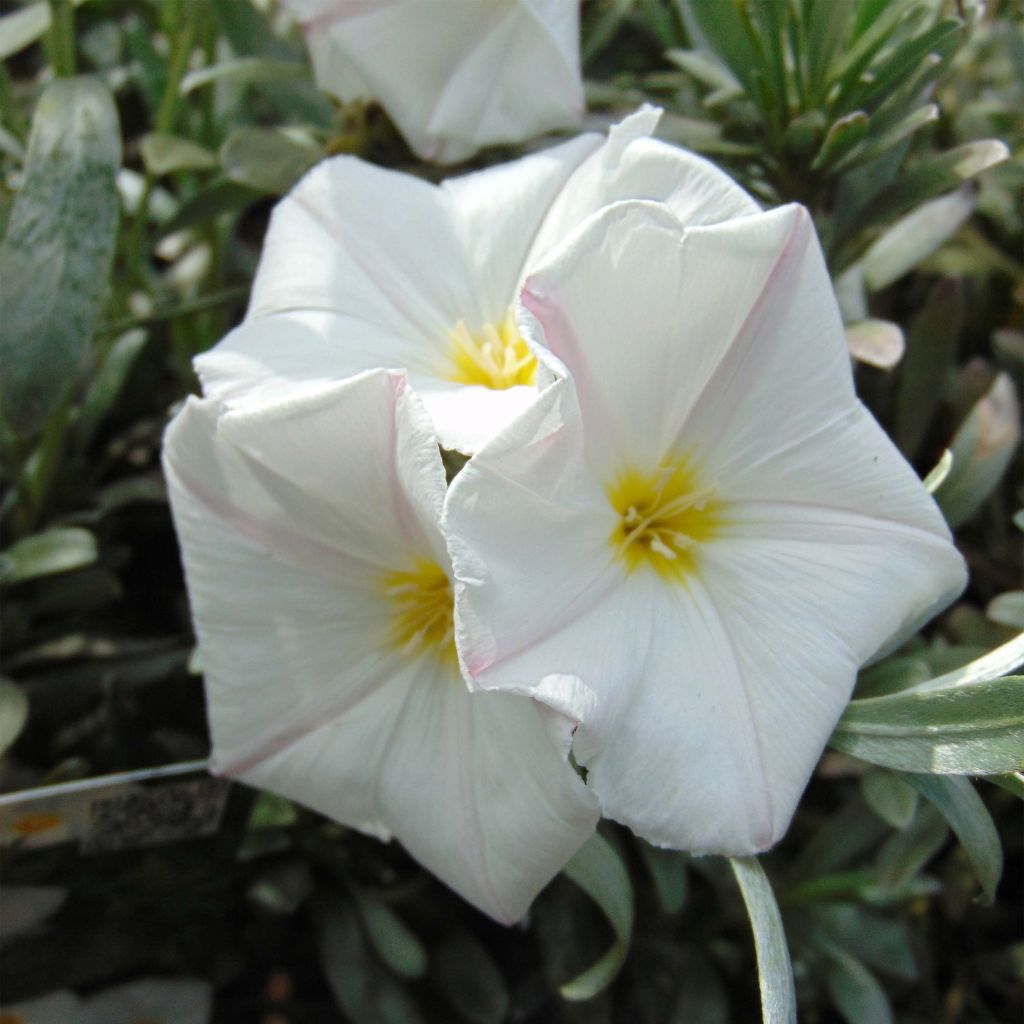 Convolvulus cneorum - Convolvolo bianco