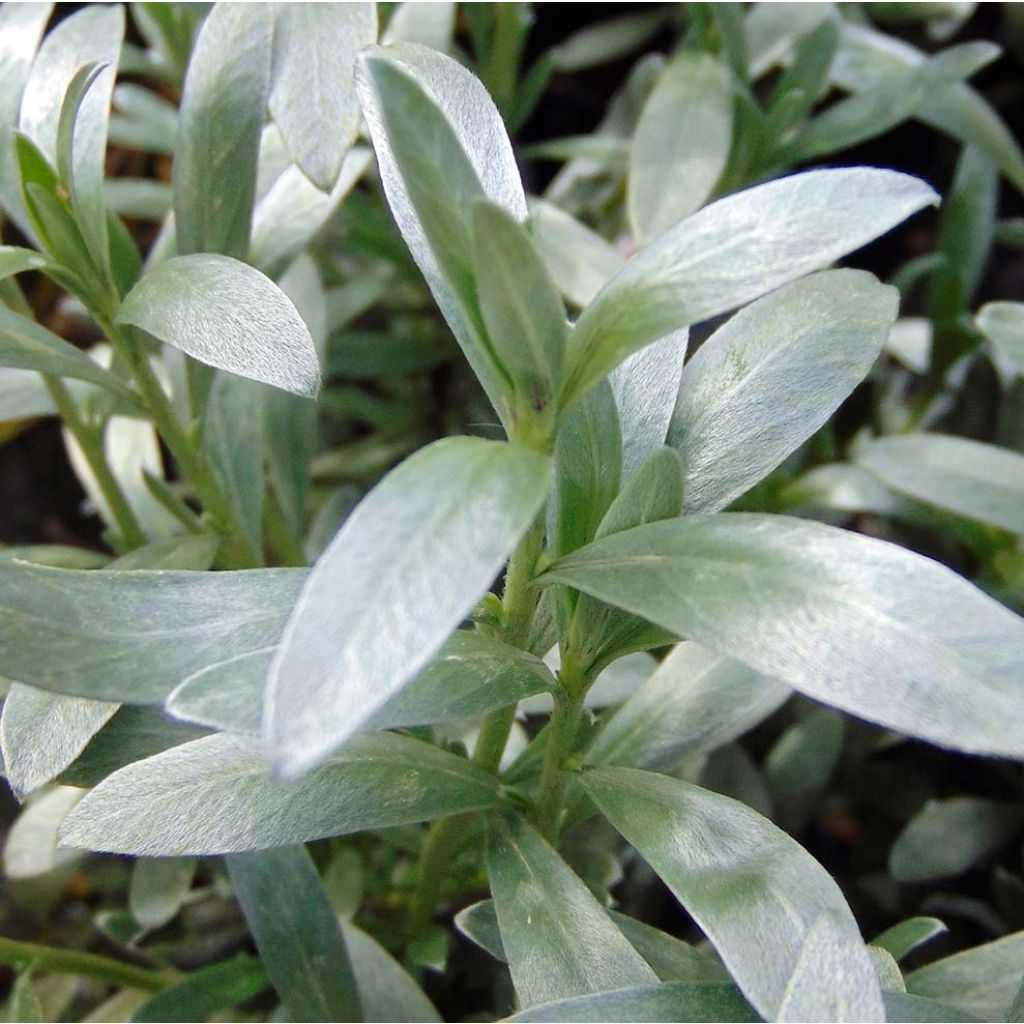 Convolvulus cneorum - Convolvolo bianco