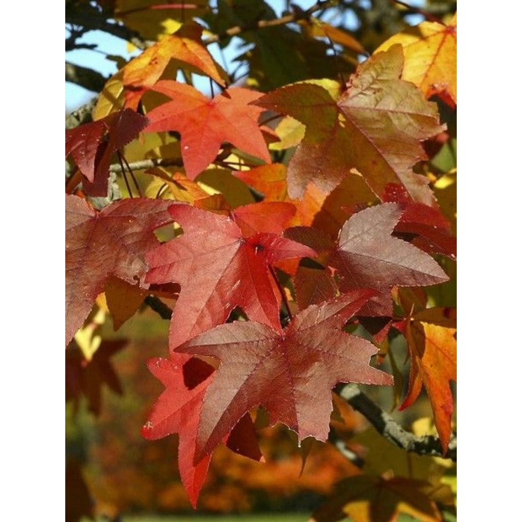 Liquidambar styraciflua Palo Alto - Storace americano