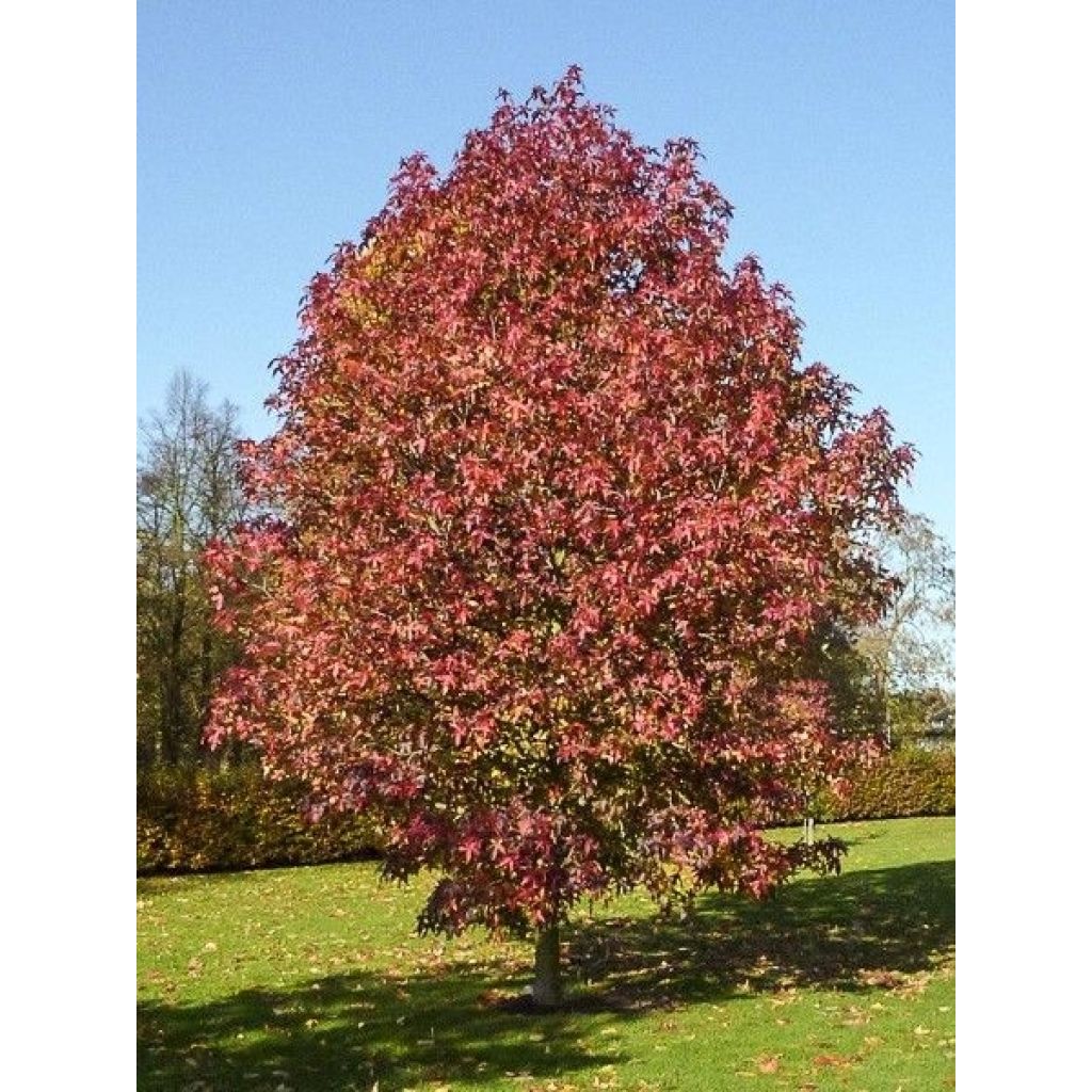 Liquidambar styraciflua Palo Alto - Storace americano