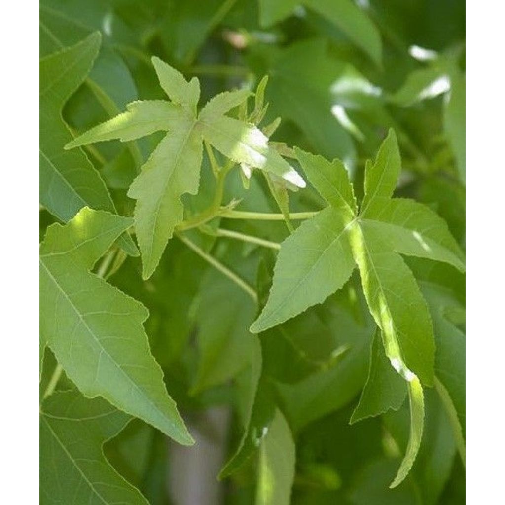 Liquidambar styraciflua Palo Alto - Storace americano