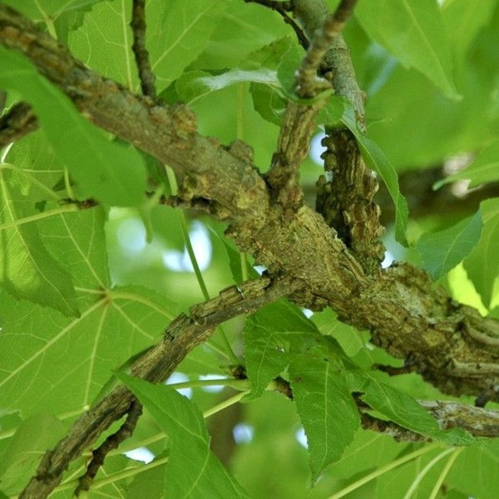 Liquidambar styraciflua Palo Alto - Storace americano