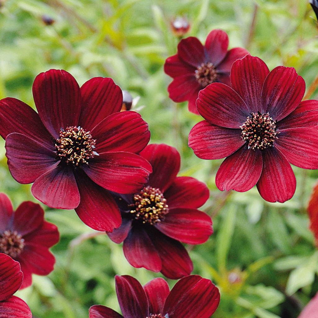 Cosmos atrosanguineus Chocamocha - Fior di cioccolato