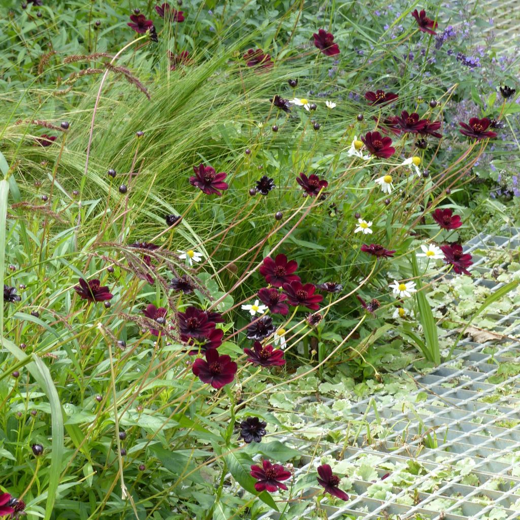 Cosmos atrosanguineus Chocamocha - Fior di cioccolato