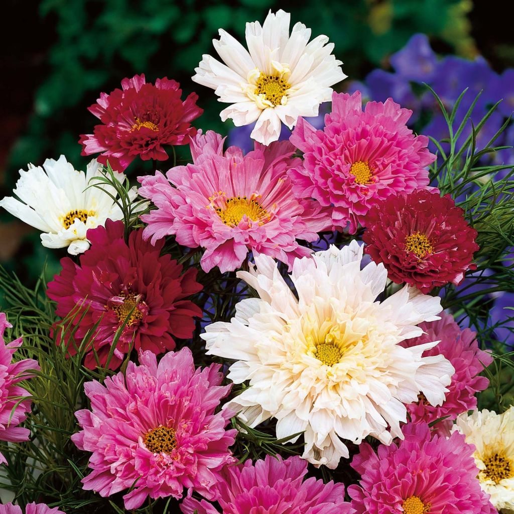 Cosmos Double Click Mix - Cosmea