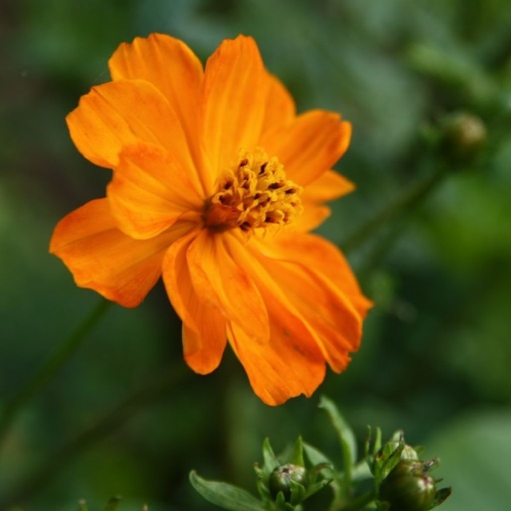 Cosmos sulphureus Mandarin - Cosmea arancione