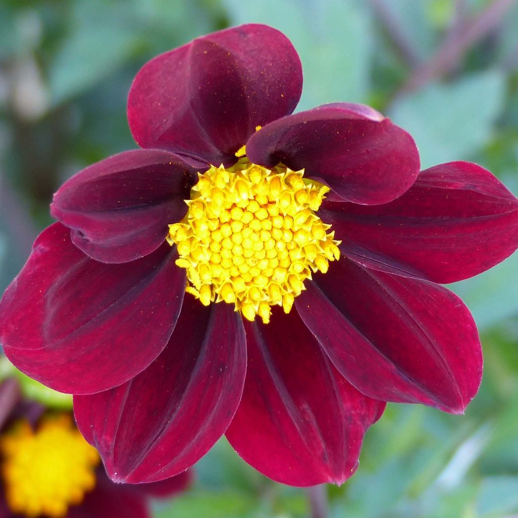 Cosmos Mexican Star - Cosmea