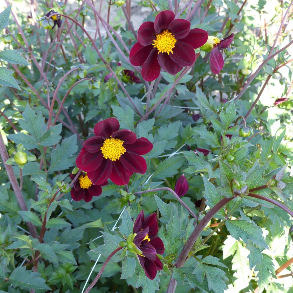 Cosmos Mexican Star - Cosmea