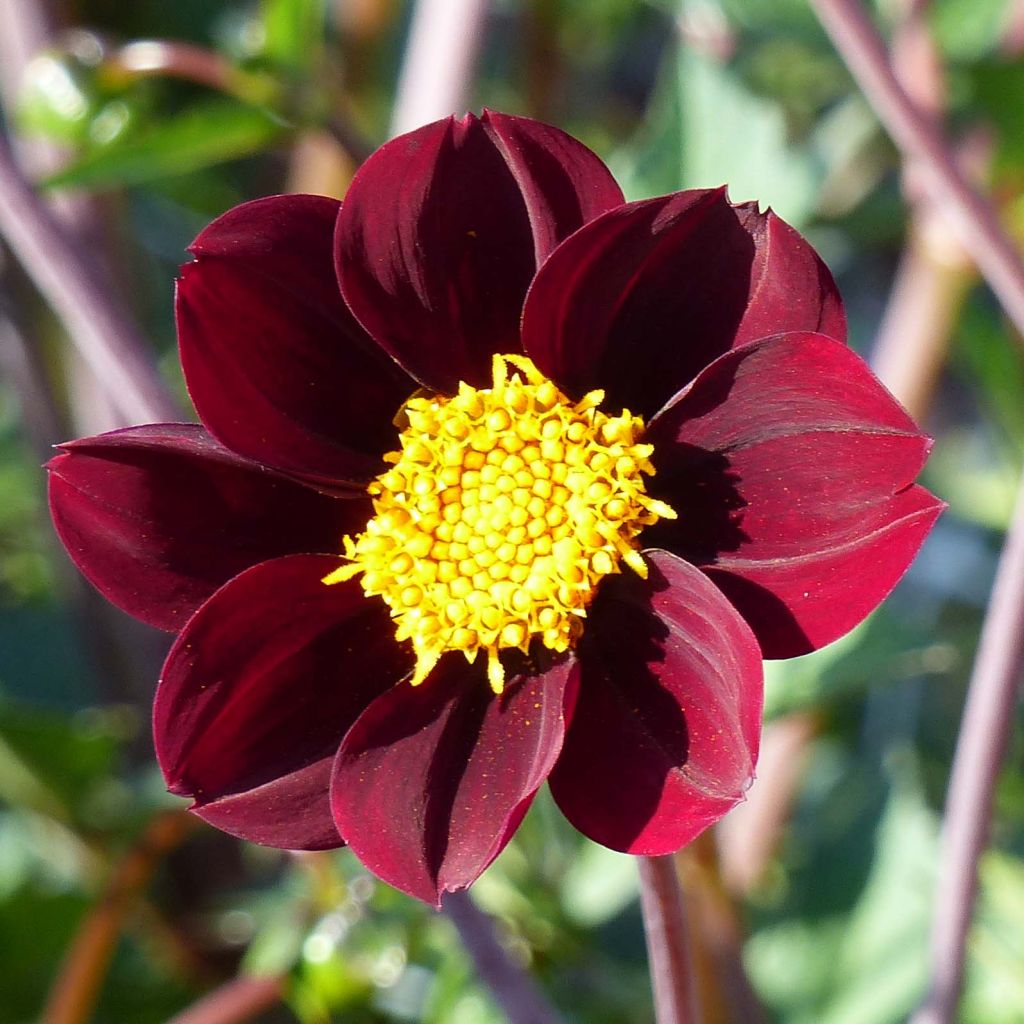 Cosmos Mexican Star - Cosmea