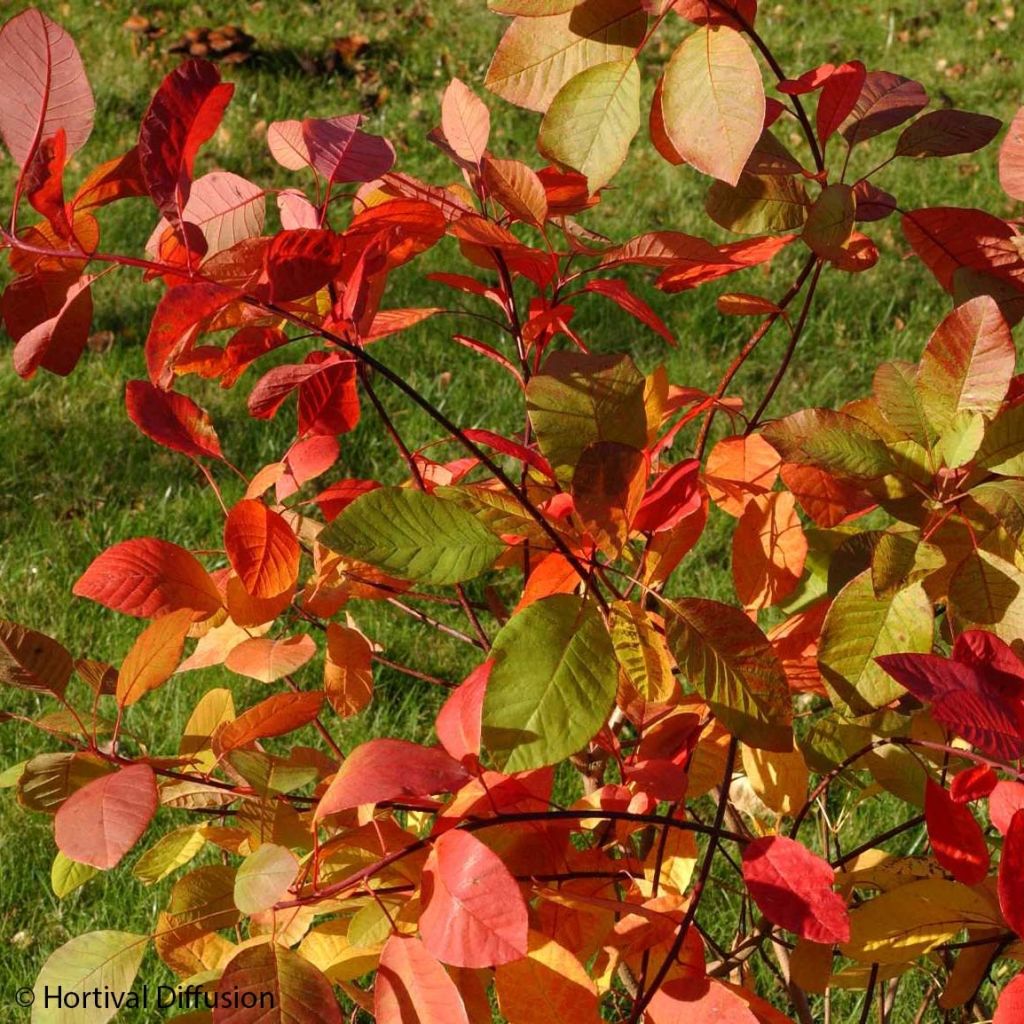 Cotinus coggygria Flame