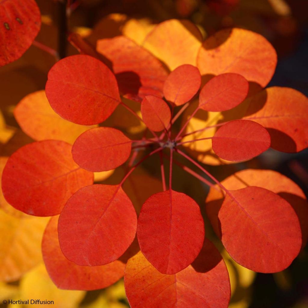 Cotinus coggygria Flamissimo