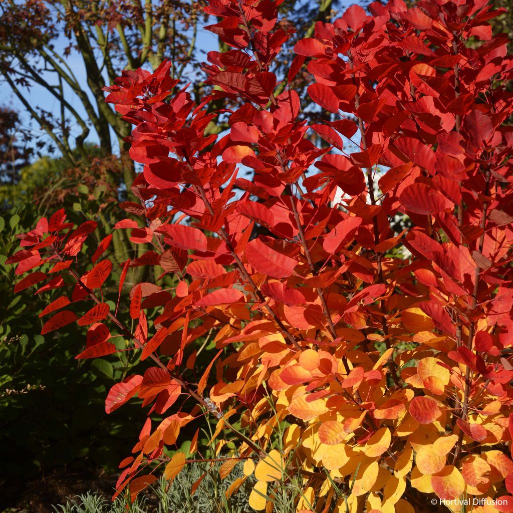 Cotinus coggygria Flamissimo