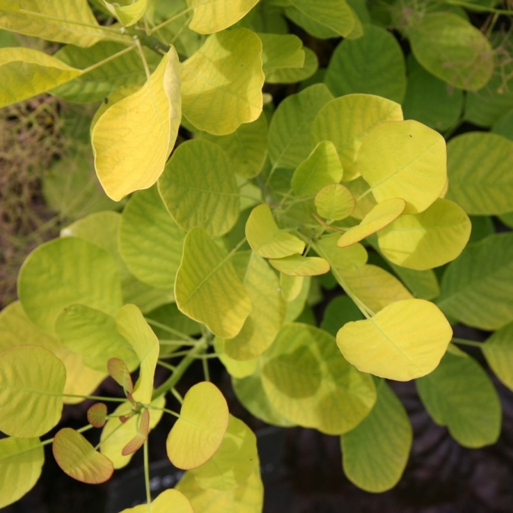 Cotinus coggygria Golden Spirit