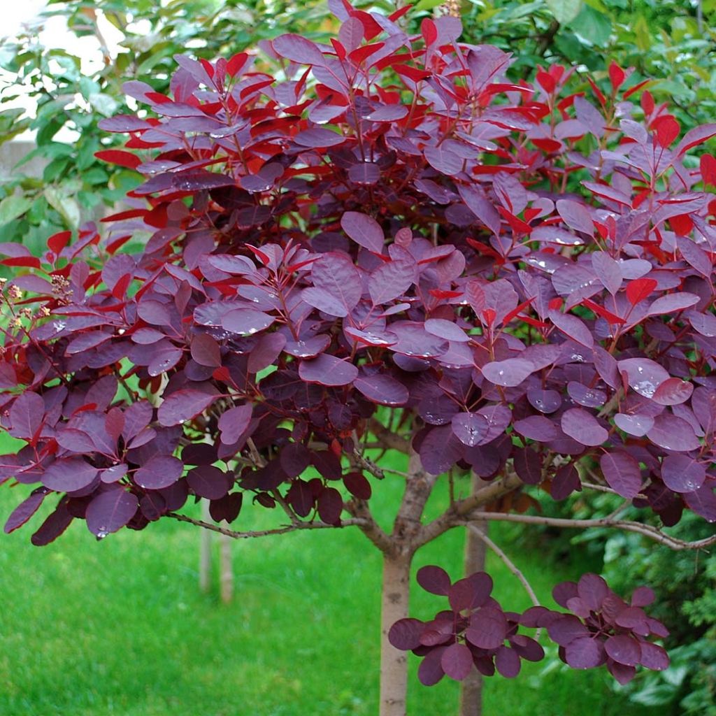 Cotinus coggygria Royal Purple