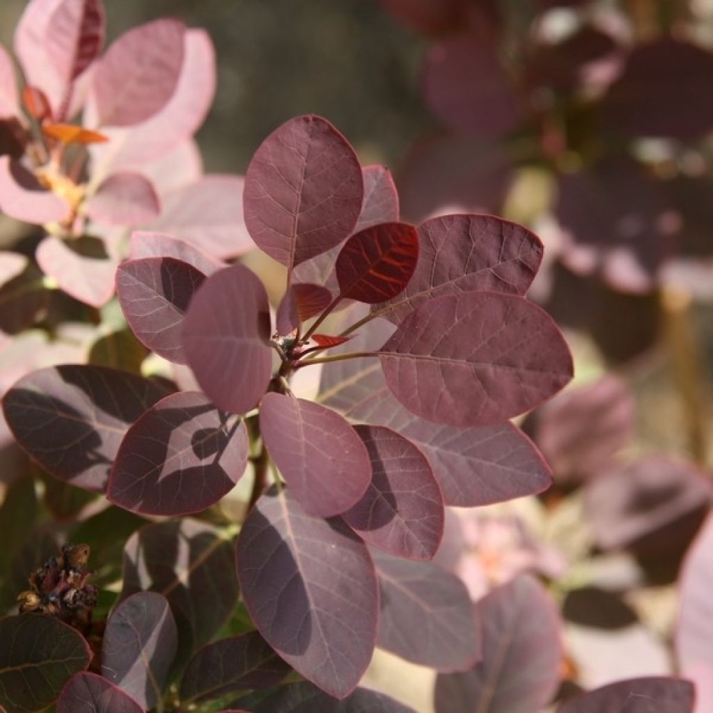 Cotinus coggygria Royal Purple